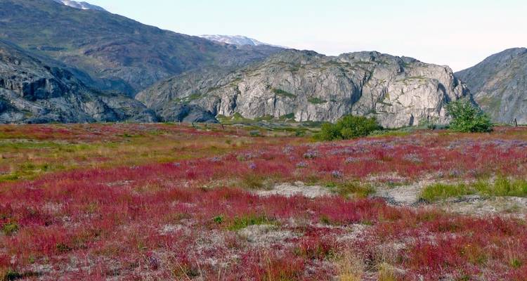 Vibrant red fields with mountainous backdrop.