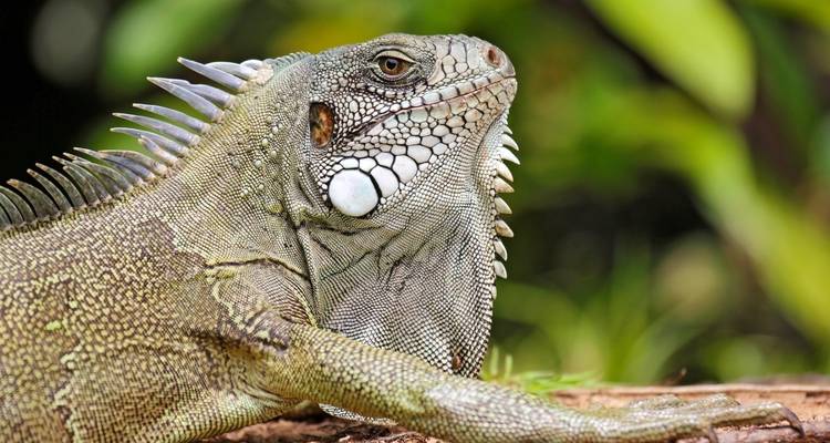 Primer plano de una iguana con una textura detallada de su piel.