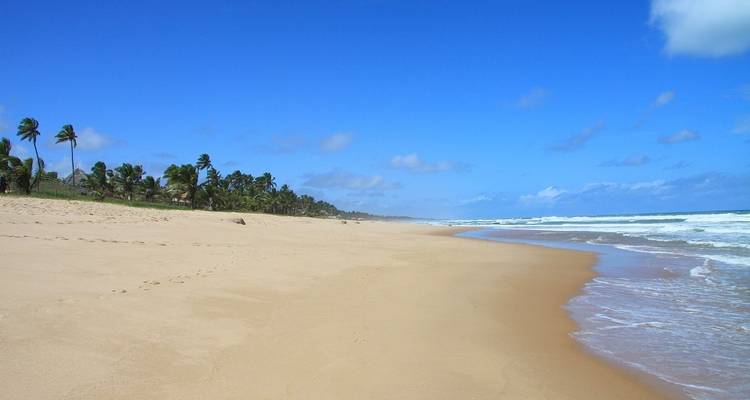Playa idílica de arena con palmeras y olas suaves.