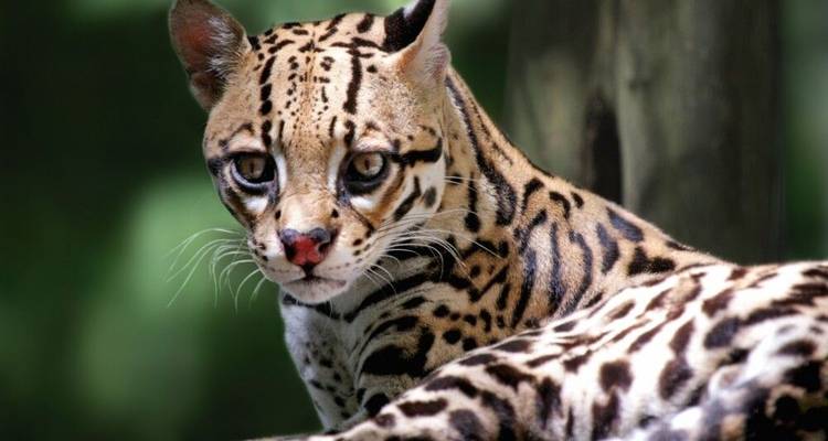 L'Amazonie à l'état pur - de la source à l'embouchure - DIAMIR Erlebnisreisen 7