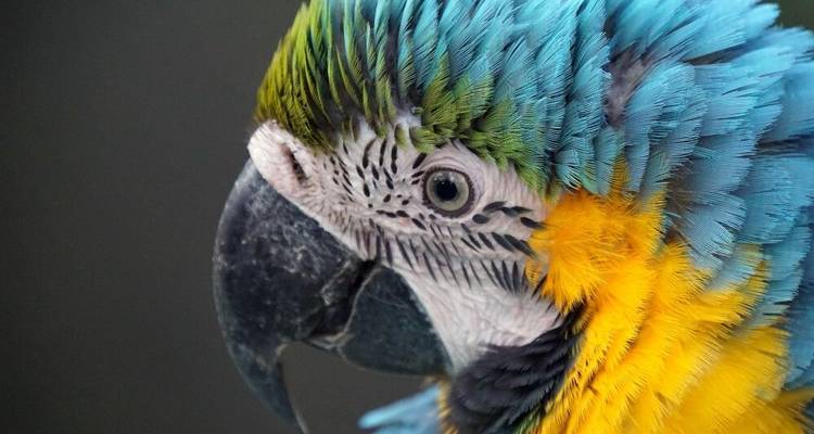 L'Amazonie à l'état pur - de la source à l'embouchure - DIAMIR Erlebnisreisen 9