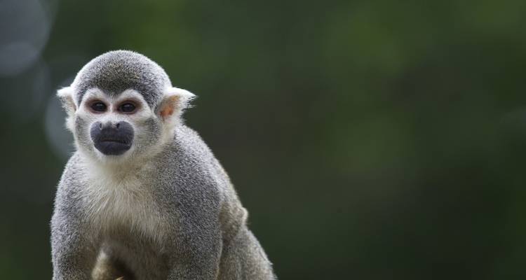 Gros plan d'un singe avec un arrière-plan vert flou.