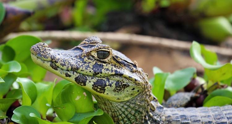 Un gros plan d'un reptile parmi la végétation verte.