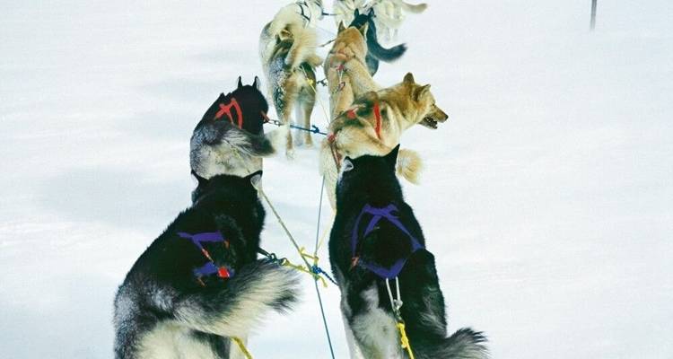 Husky Star Tours in the High Fells - DIAMIR Erlebnisreisen 5