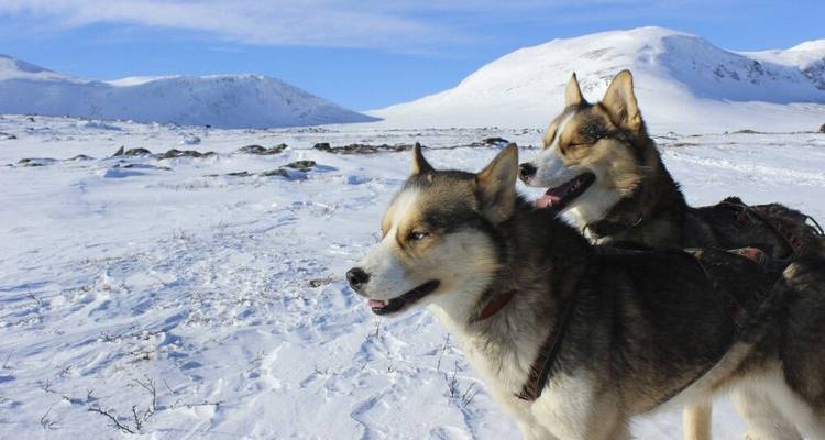 Husky Star Tours in the High Fells - DIAMIR Erlebnisreisen 4
