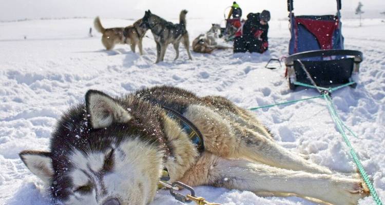 Husky Star Tours in the High Fells - DIAMIR Erlebnisreisen 7