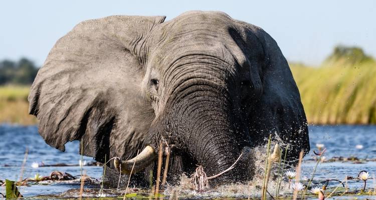 Elephant playing in water with grasslands in the background.