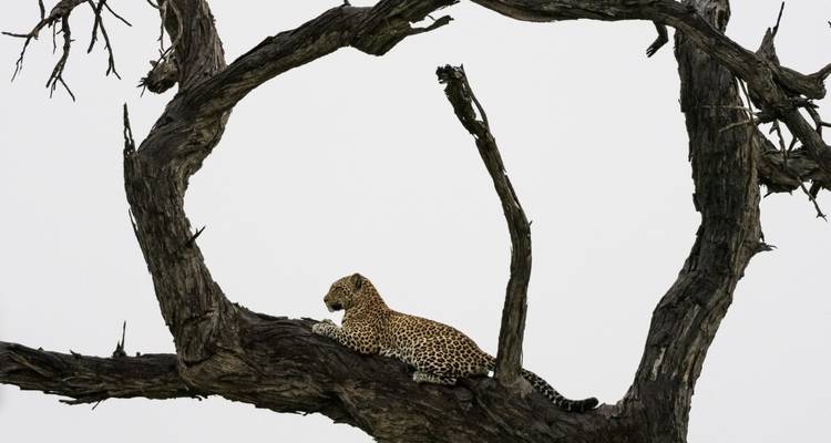 Leopard resting on a tree branch.