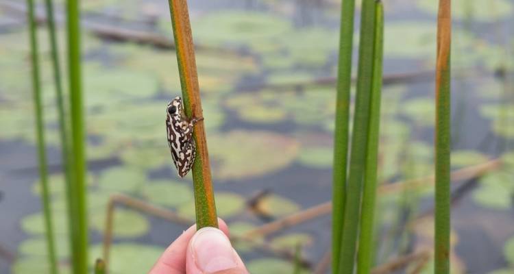 Small frog clinging to a plant in a pond.