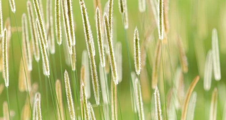 Close-up of tall grass.