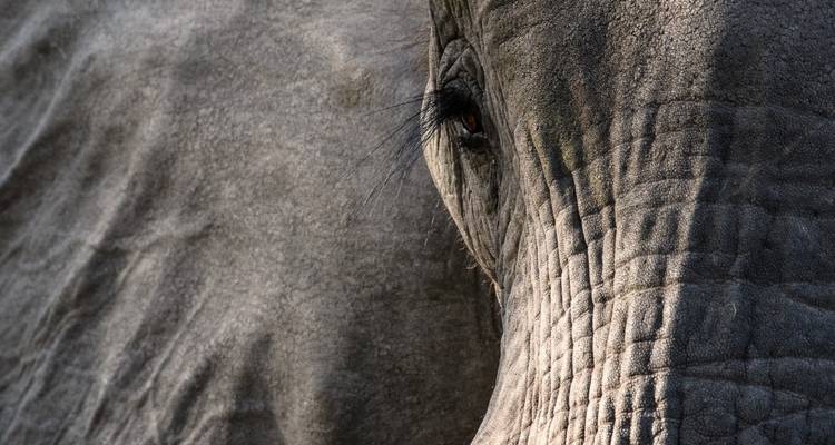 Close-up of an elephant showing detailed wrinkles.