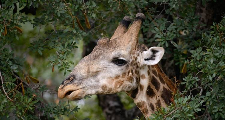 Giraffe head peeking through tree branches.