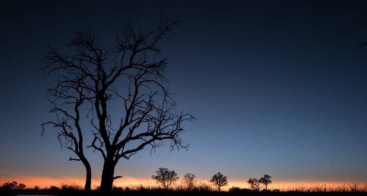 Silhouette of a tree against a blue sunset sky.