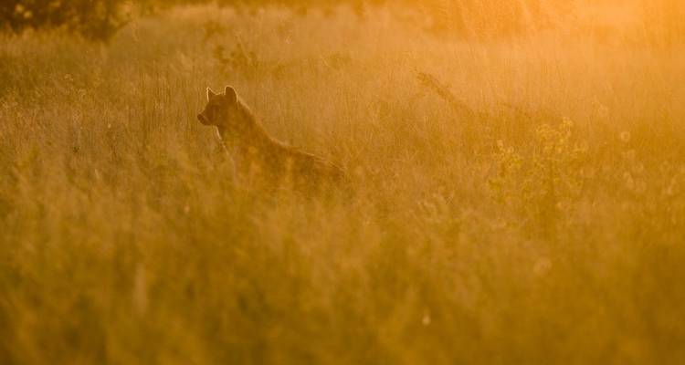 Animal silhouette in tall grass at golden hour.