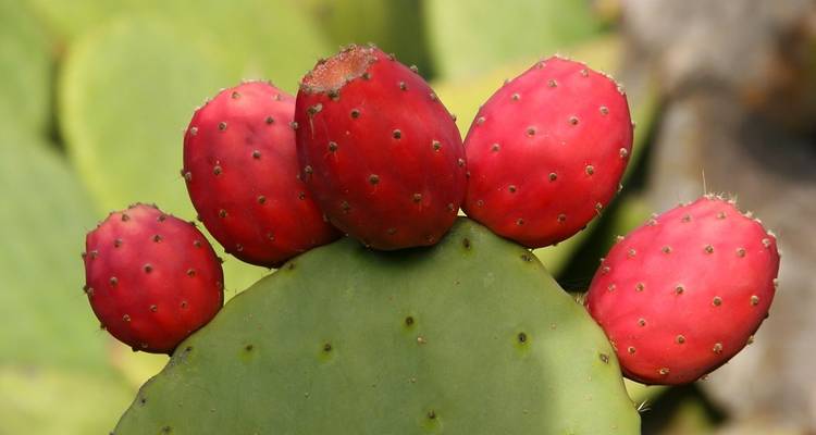 Gros plan de fruits de cactus sur un arrière-plan vert.