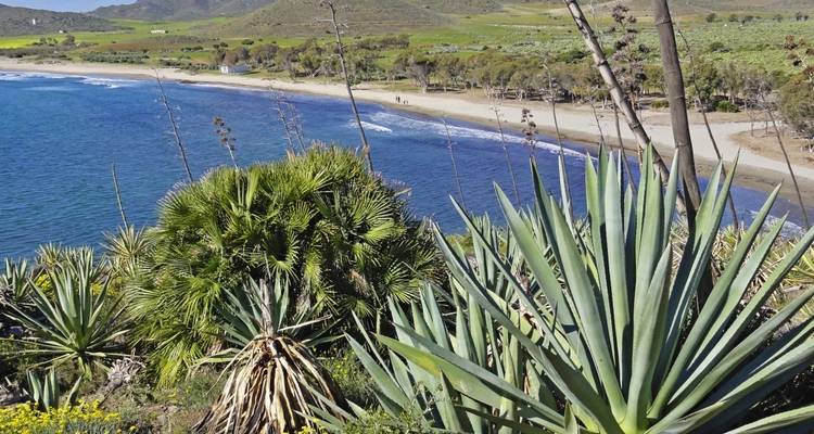 Paysage côtier avec une plage et des plantes caractéristiques.
