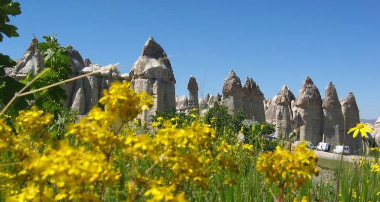 Flowers in the foreground with fairy chimneys in the background.