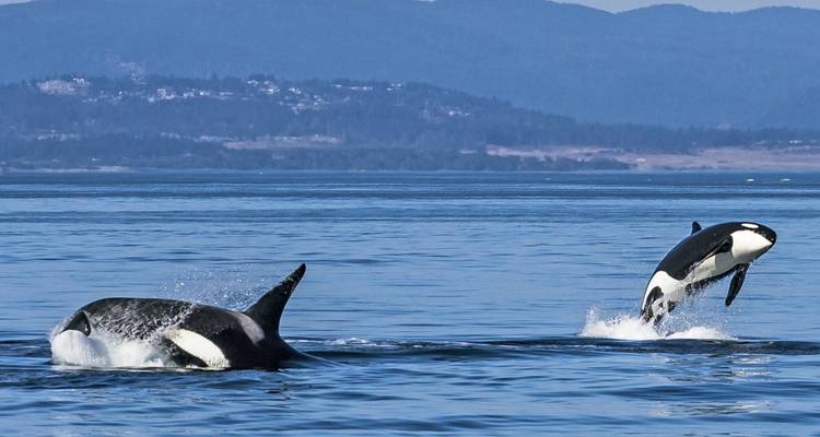 Pareja de orcas saltando fuera del agua con montañas al fondo.