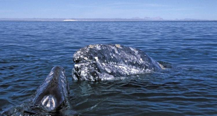 Observation des baleines en Basse-Californie - DIAMIR Erlebnisreisen 7