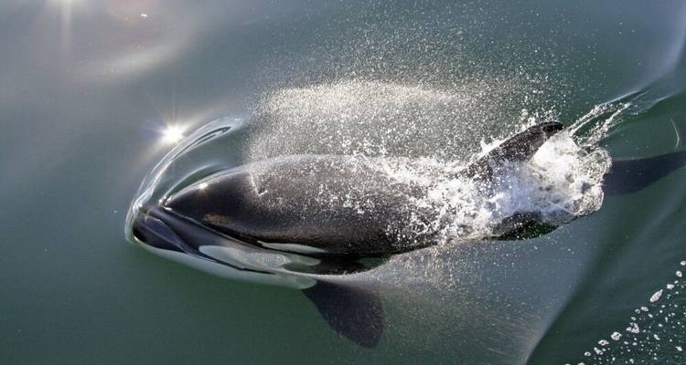 Observation des baleines en Basse-Californie - DIAMIR Erlebnisreisen 8