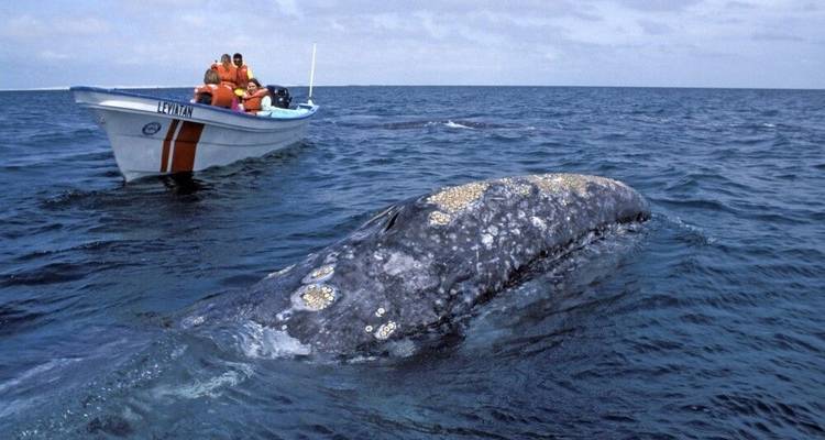 Observation des baleines en Basse-Californie - DIAMIR Erlebnisreisen 9