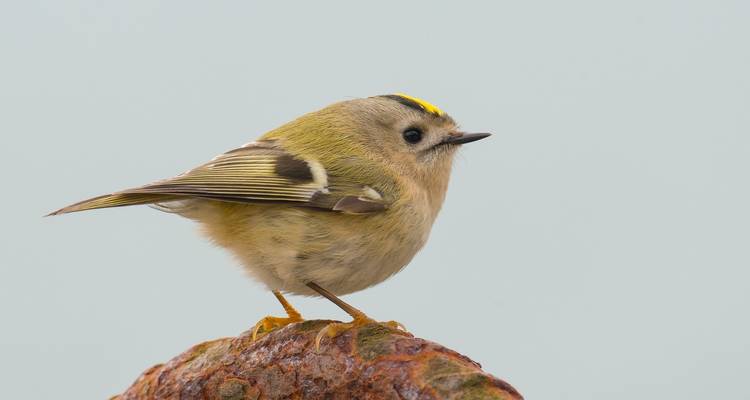 Wintergoldhähnchen auf einem flechtenbedeckten Felsen sitzend.