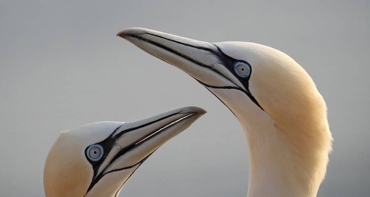 Photographie animalière et ornithologique à Helgoland - Voyage photographique avec Michael Lohmann - DIAMIR Erlebnisreisen 1