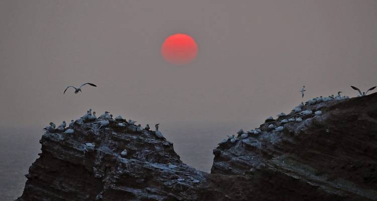 Photographie animalière et ornithologique à Helgoland - Voyage photographique avec Michael Lohmann - DIAMIR Erlebnisreisen 2