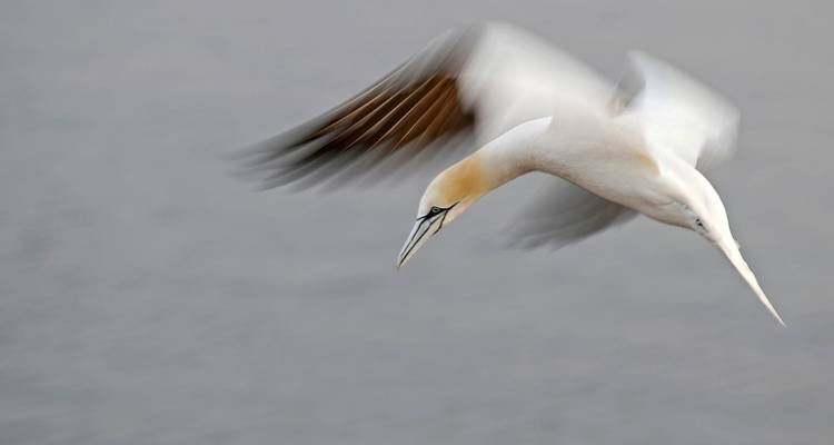 Photographie animalière et ornithologique à Helgoland - Voyage photographique avec Michael Lohmann - DIAMIR Erlebnisreisen 3