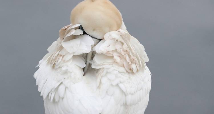 Photographie animalière et ornithologique à Helgoland - Voyage photographique avec Michael Lohmann - DIAMIR Erlebnisreisen 4