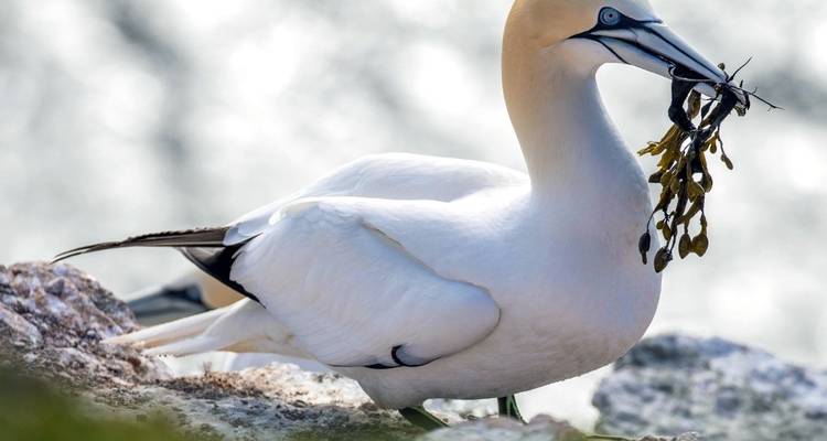 Photographie animalière et ornithologique à Helgoland - Voyage photographique avec Michael Lohmann - DIAMIR Erlebnisreisen 6