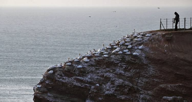 Photographie animalière et ornithologique à Helgoland - Voyage photographique avec Michael Lohmann - DIAMIR Erlebnisreisen 7