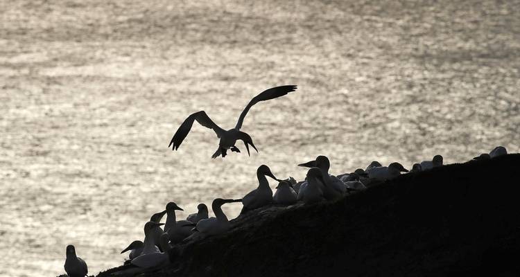 Photographie animalière et ornithologique à Helgoland - Voyage photographique avec Michael Lohmann - DIAMIR Erlebnisreisen 9