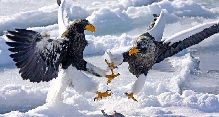 Deux aigles s'affrontant en plein vol avec de la neige et de la glace en dessous.