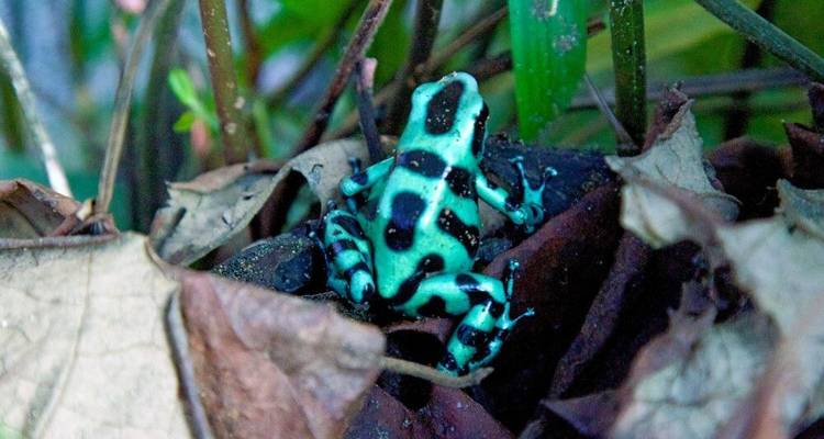 Costa Rica Highlights - DIAMIR Erlebnisreisen 6