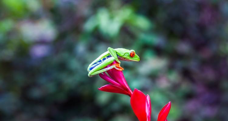 Green tree frog perched on a red flower.