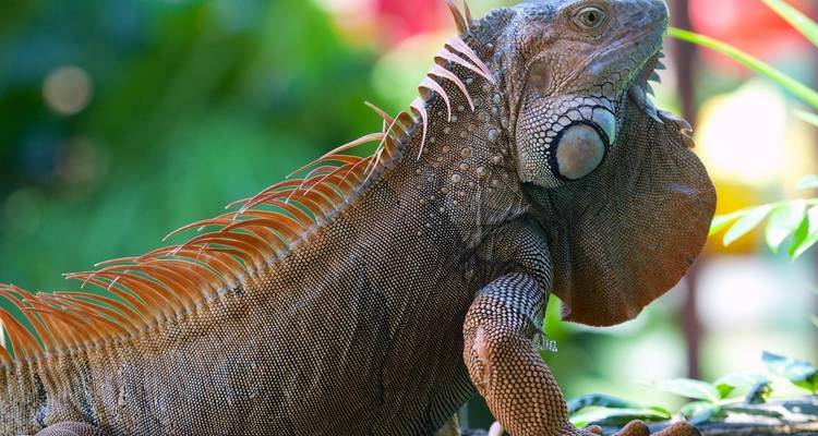 Close-up of a colorful iguana in lush, green surroundings.