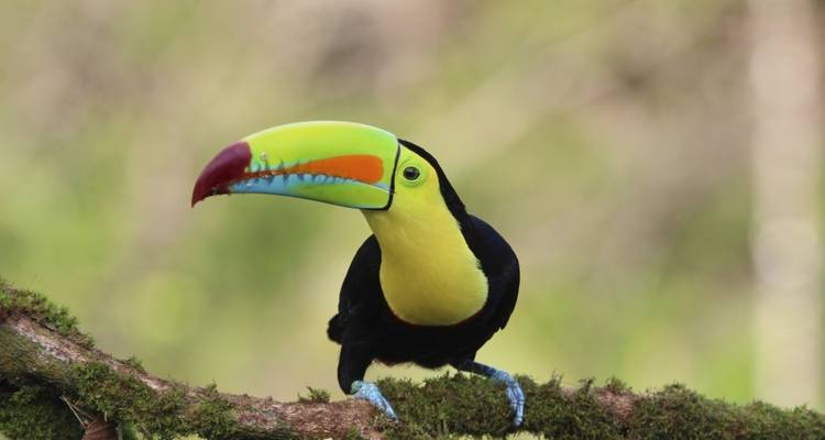 A vibrant toucan perched on a mossy branch with a blurred natural background.