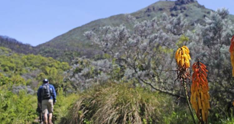 Ein Wanderer, der auf einem üppigen Waldweg geht, mit einem Berg im Hintergrund.