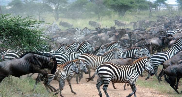 Eine Herde von Zebras und Gnus auf Wanderung.