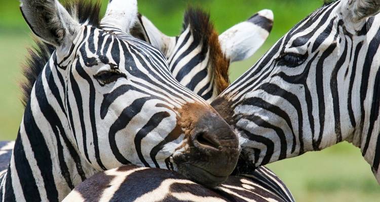 Nahaufnahme von Zebras in einer Savanne.