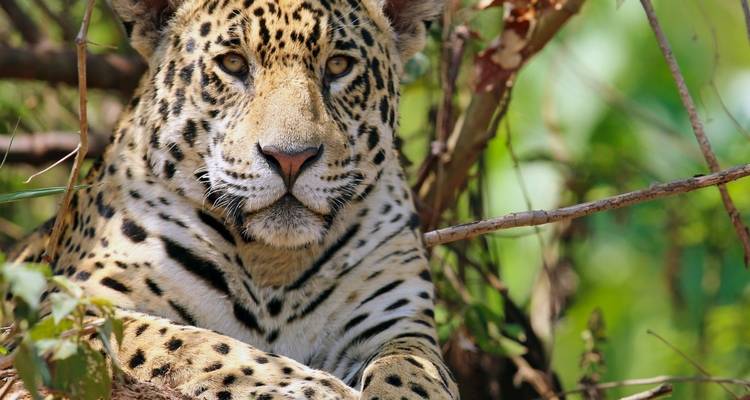 Jaguar descansando en la selva.