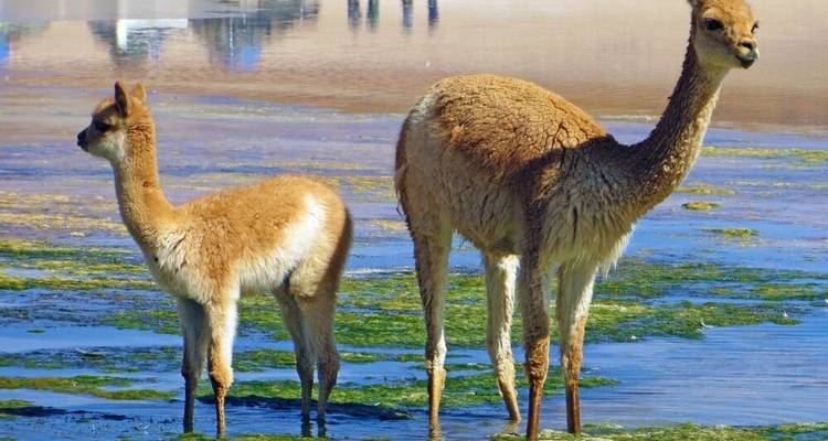 Highlights of the Andean Countries - DIAMIR Erlebnisreisen 8