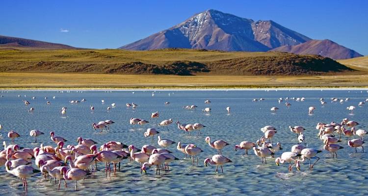 Flamingos watend in einer Hochgebirgslagune vor einer Bergkulisse.