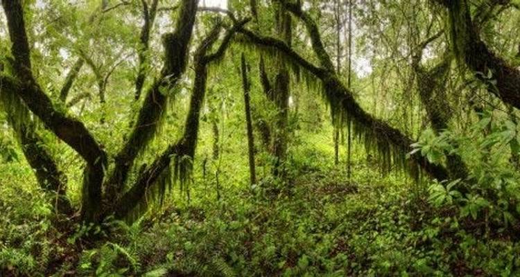 Kilimanjaro, safari y Zanzíbar - DIAMIR Erlebnisreisen 1