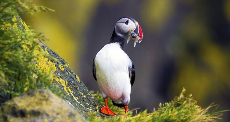Een papegaaiduiker zit op een rotsrichel met een vis in zijn snavel.