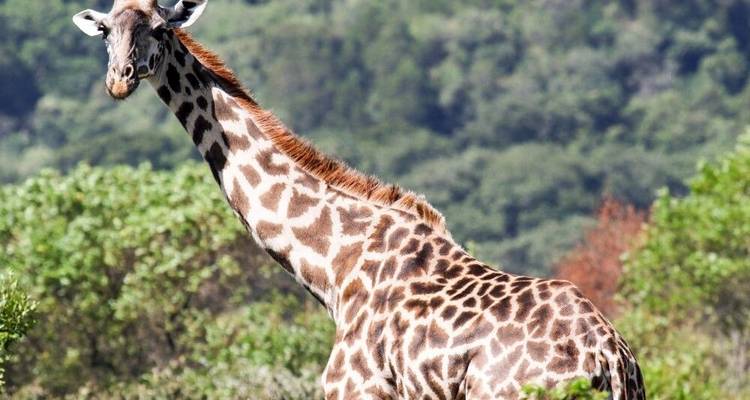 Kilimanjaro y safari - DIAMIR Erlebnisreisen 6