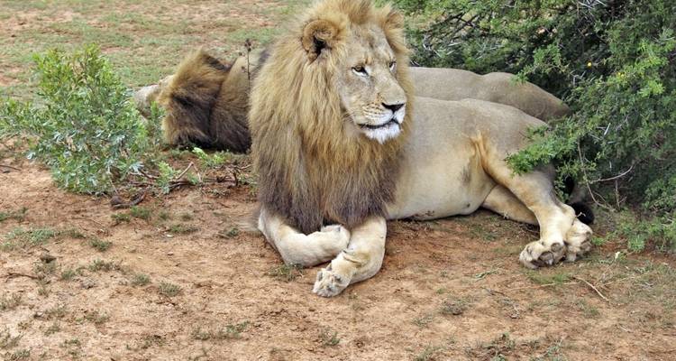 Two lions resting under a tree in a natural habitat.