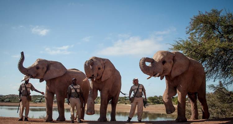 People standing beside three elephants by a lake.