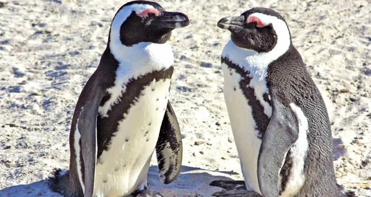 Two penguins on a sandy surface.